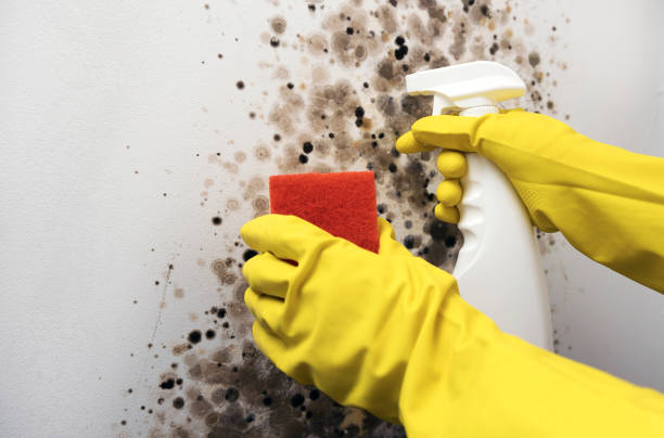 Best Mold Removal Specialists  in Stony Prairie, OH