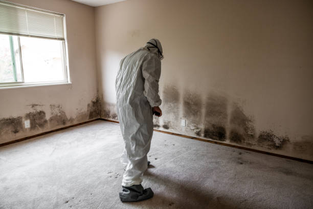 Best Certified Mold Removal  in Stony Prairie, OH